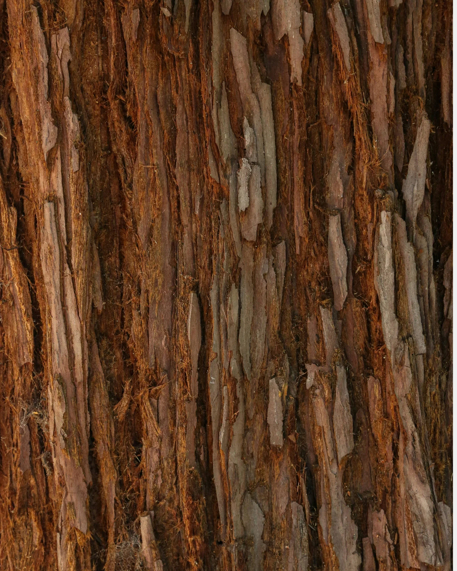 Detox Oil - Image 4